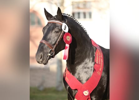 Schweres Warmblut, Hengst, 6 Jahre, 164 cm, Rappe