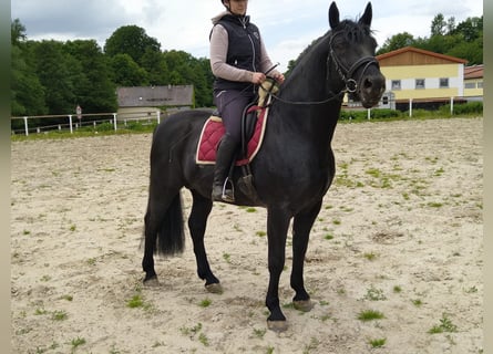 Schweres Warmblut, Hengst, 6 Jahre, 164 cm, Rappe