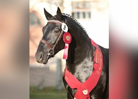 Schweres Warmblut, Hengst, 6 Jahre, 165 cm, Rappe