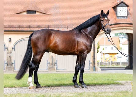 Schweres Warmblut, Hengst, 5 Jahre, 166 cm, Brauner