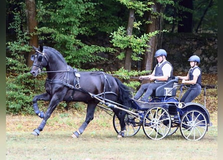 Schweres Warmblut, Hengst, 10 Jahre, 172 cm, Dunkelbrauner