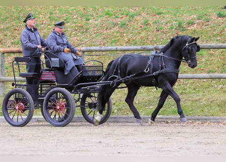 Schweres Warmblut, Hengst, 8 Jahre, 166 cm, Rappe