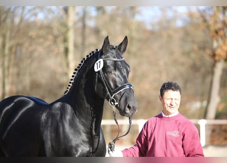 Schweres Warmblut, Hengst, 5 Jahre, 166 cm, Rappe