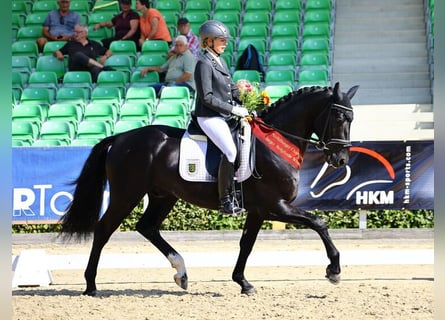 Schweres Warmblut, Hengst, 6 Jahre, 164 cm, Rappe