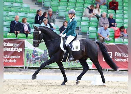 Schweres Warmblut, Hengst, 4 Jahre, 162 cm, Rappe