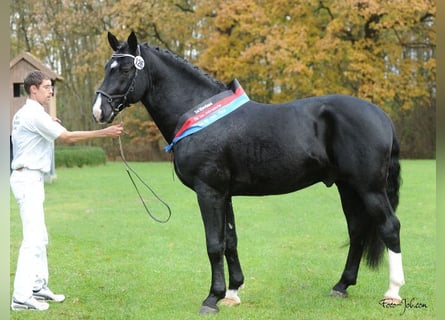 Schweres Warmblut, Hengst, 12 Jahre, 169 cm, Rappe