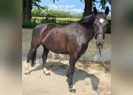 Schweres Warmblut, Klacz, 14 lat, 168 cm, Kara