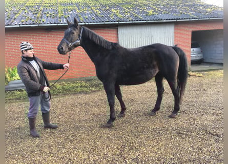 Schweres Warmblut, Klacz, 16 lat, 168 cm, Ciemnogniada