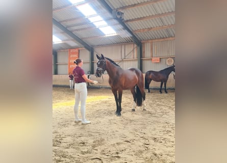 Schweres Warmblut, Klacz, 3 lat, 162 cm, Gniada