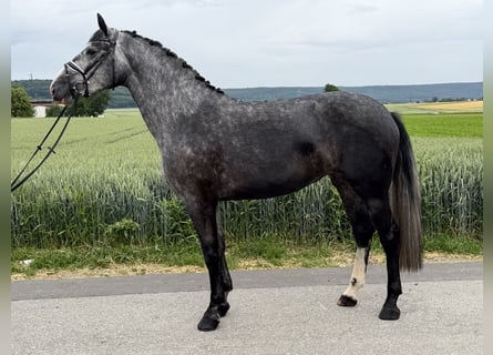 Schweres Warmblut Mix, Klacz, 3 lat, 164 cm, Siwa jabłkowita