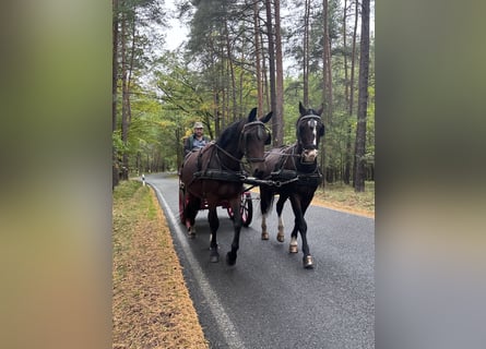 Schweres Warmblut, Klacz, 3 lat, 168 cm, Gniada