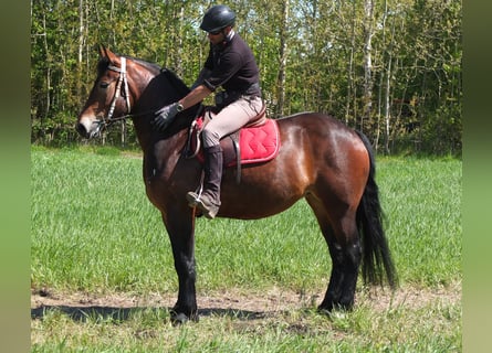 Schweres Warmblut Mix, Klacz, 4 lat, 158 cm, Ciemnogniada