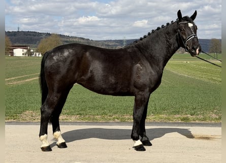 Schweres Warmblut, Klacz, 4 lat, 167 cm, Kara
