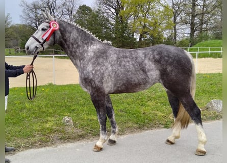 Schweres Warmblut, Klacz, 5 lat, 166 cm, Siwa