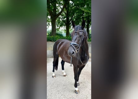 Schweres Warmblut, Klacz, 6 lat, 165 cm, Kara