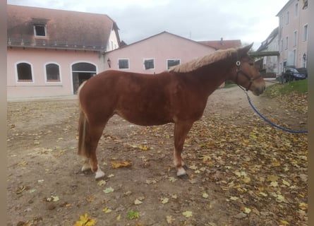 Schweres Warmblut, Klacz, 6 lat, 165 cm, Kasztanowata