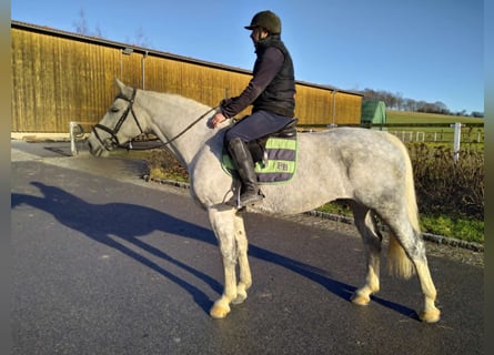 Schweres Warmblut, Klacz, 6 lat, 165 cm, Siwa
