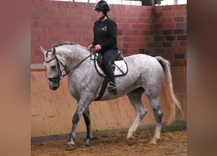 Schweres Warmblut Mix, Klacz, 7 lat, 160 cm
