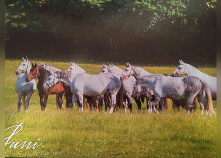 Schweres Warmblut, Klacz, 9 lat