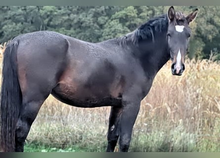 Schweres Warmblut, Ogier, 2 lat, 165 cm, Gniada
