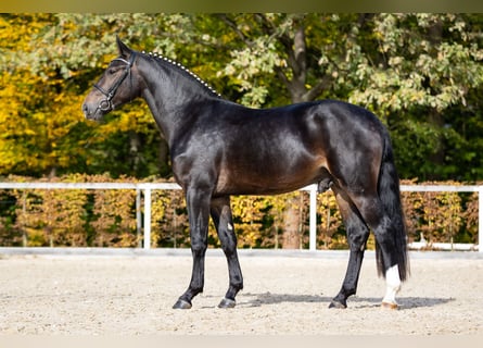 Schweres Warmblut, Ogier, 2 lat, Skarogniada