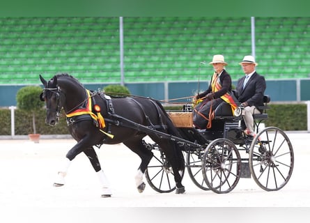 Schweres Warmblut, Ogier, 8 lat, 164 cm, Kara