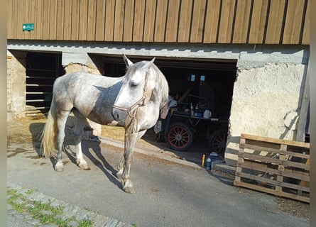 Schweres Warmblut, Ogier, 9 lat, 170 cm