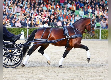 Schweres Warmblut, Ogier, 8 lat, 161 cm, Gniada