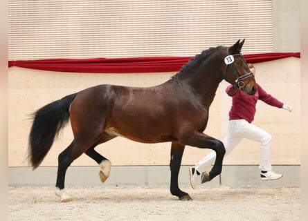 Schweres Warmblut, Ogier, 3 lat, 163 cm, Gniada