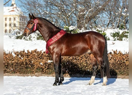 Schweres Warmblut, Ogier, 6 lat, 164 cm, Gniada
