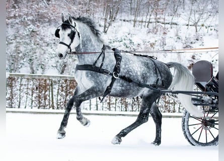 Schweres Warmblut, Ogier, 9 lat, 161 cm, Siwa