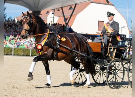 Schweres Warmblut, Ogier, 3 lat, 164 cm, Skarogniada