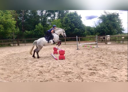 Schweres Warmblut Mix, Stute, 10 Jahre, 152 cm, Schimmel