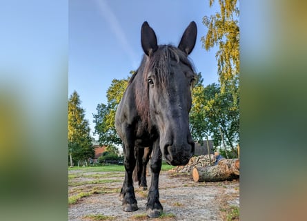 Schweres Warmblut, Stute, 10 Jahre, Rappe