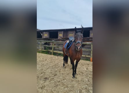 Schweres Warmblut, Stute, 3 Jahre, 160 cm, Brauner