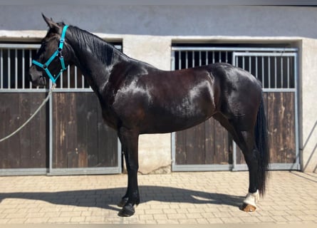 Schweres Warmblut, Stute, 3 Jahre, 160 cm, Rappe