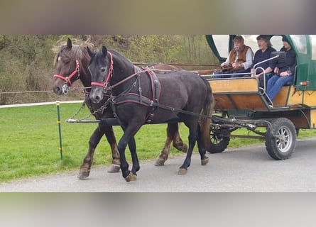 Schweres Warmblut, Stute, 3 Jahre, 163 cm, Rappschimmel