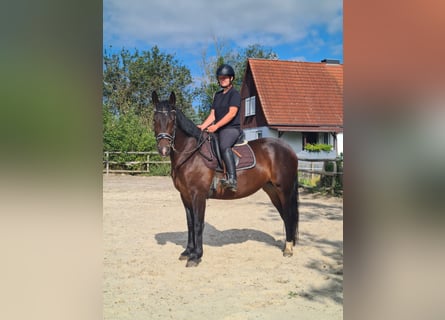 Schweres Warmblut, Stute, 3 Jahre, 165 cm, Dunkelbrauner
