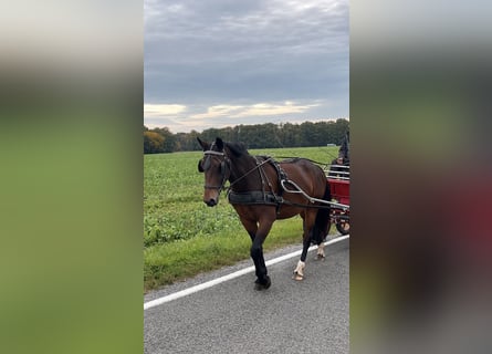 Schweres Warmblut, Stute, 3 Jahre, 168 cm, Brauner