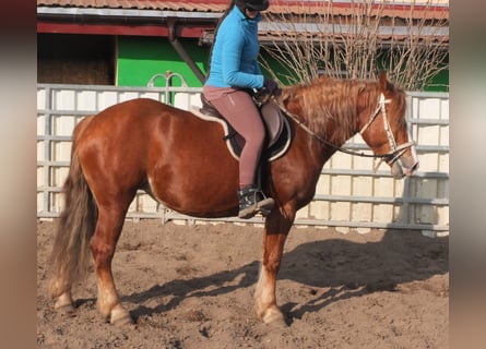 Schweres Warmblut Mix, Stute, 4 Jahre, 155 cm, Fuchs