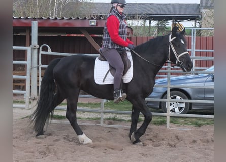 Schweres Warmblut Mix, Stute, 4 Jahre, 157 cm, Rappe