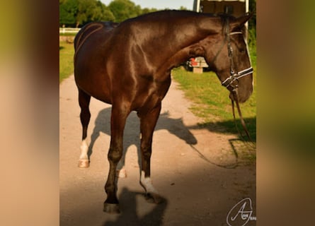 Schweres Warmblut, Stute, 4 Jahre, 161 cm, Rappe