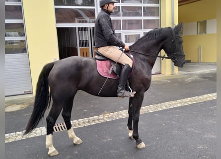 Schweres Warmblut, Stute, 4 Jahre, 163 cm, Rappe