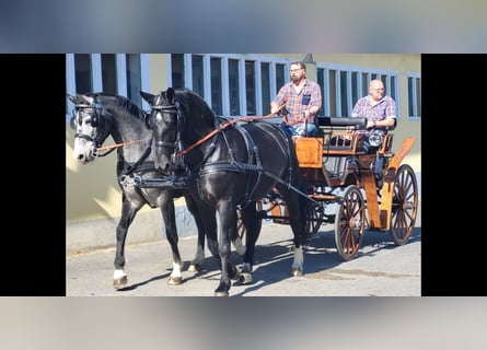 Schweres Warmblut, Stute, 4 Jahre, 164 cm, Schimmel