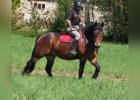 Schweres Warmblut Mix, Stute, 5 Jahre, 158 cm, Brauner
