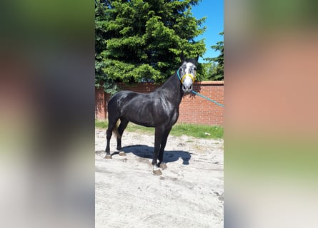 Schweres Warmblut, Stute, 5 Jahre, 165 cm, Blauschimmel