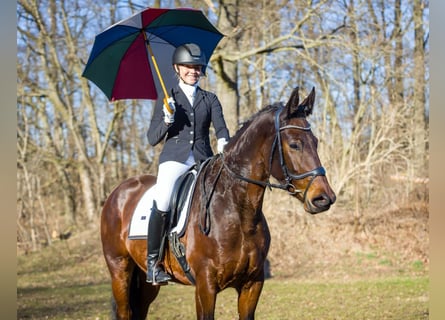 Schweres Warmblut, Stute, 5 Jahre, 165 cm, Brauner