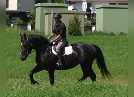 Schweres Warmblut Mix, Stute, 5 Jahre, 165 cm, Rappe