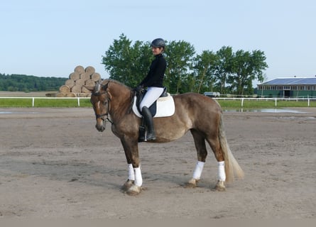Schweres Warmblut, Stute, 6 Jahre, 163 cm, Dunkelfuchs