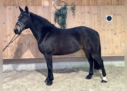 Schweres Warmblut, Stute, 6 Jahre, 164 cm, Dunkelbrauner